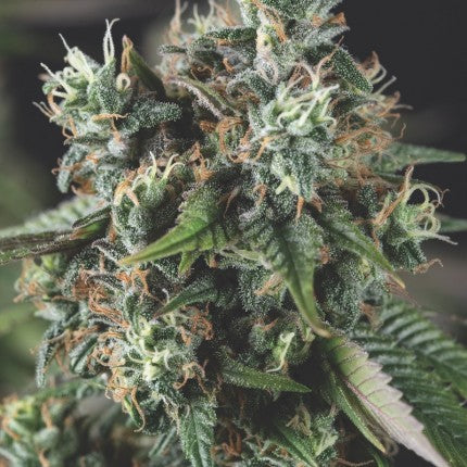 Do-Si-Dos Auto X3+1 - Pyramid Seeds