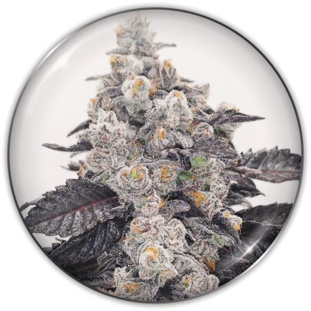 Pink Sherbert Fem X3 - Medical Seeds
