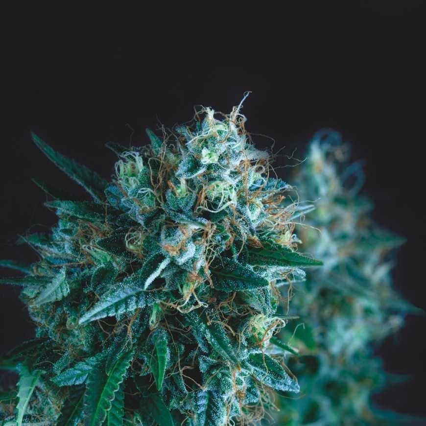 Gorila Fast X3+1 - Pyramid Seeds
