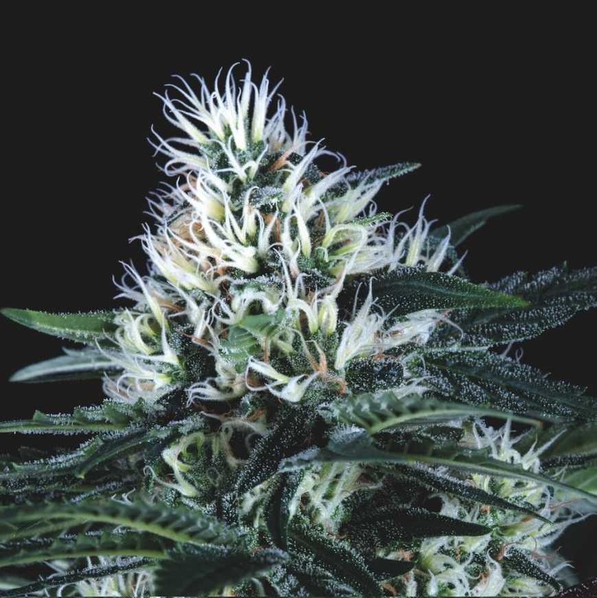 Wembley Fast X3+1 - Pyramid Seeds