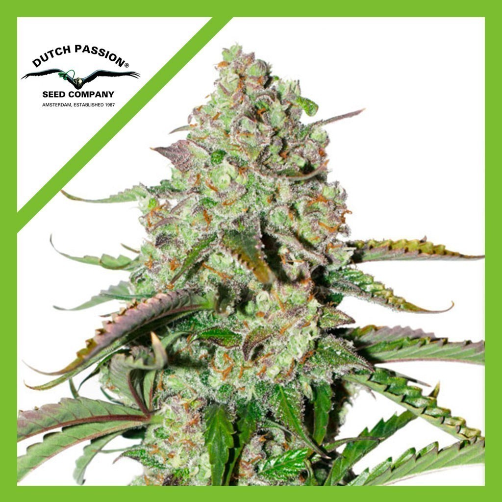 Colorado Cookies Auto X3 - Dutch Passion