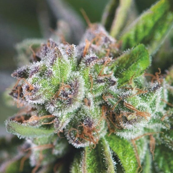 Watermelon Zkittez Fem X3+1 - Pyramid Seeds