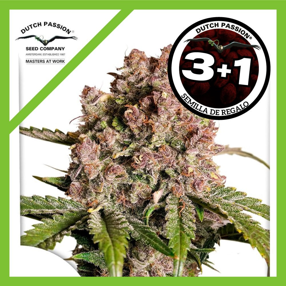 Strawberry Soda Auto X3+1 - Dutch Passion