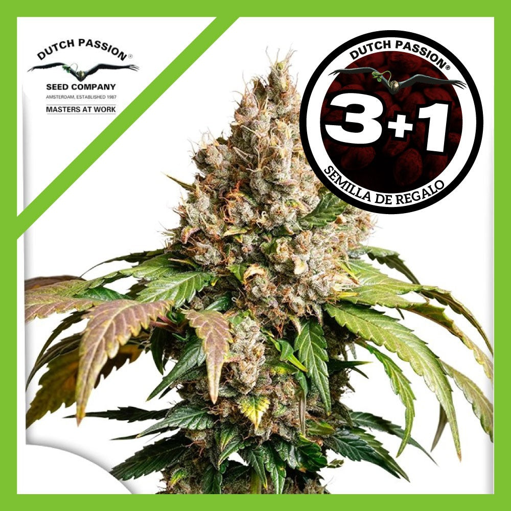 Red Tropicana Cookies Auto X3+1 - Dutch Passion