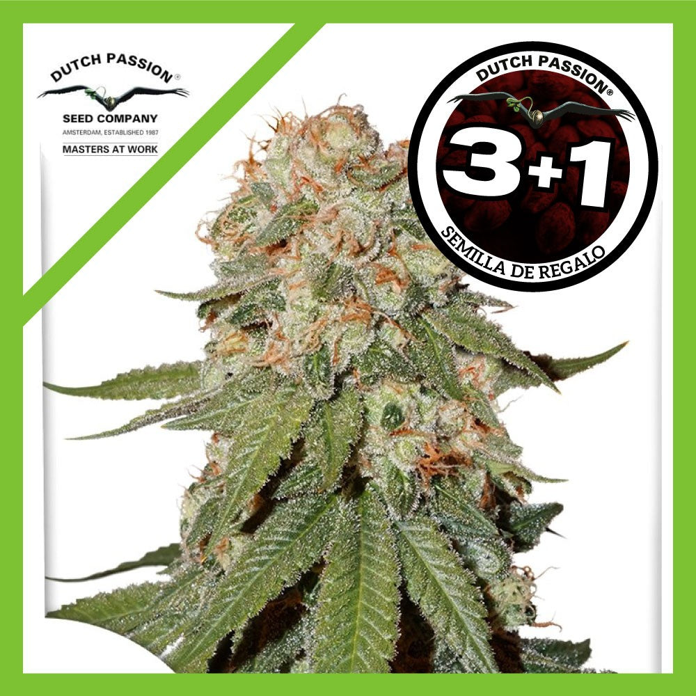 Orange Bud Fem X3+1 - Dutch Passion