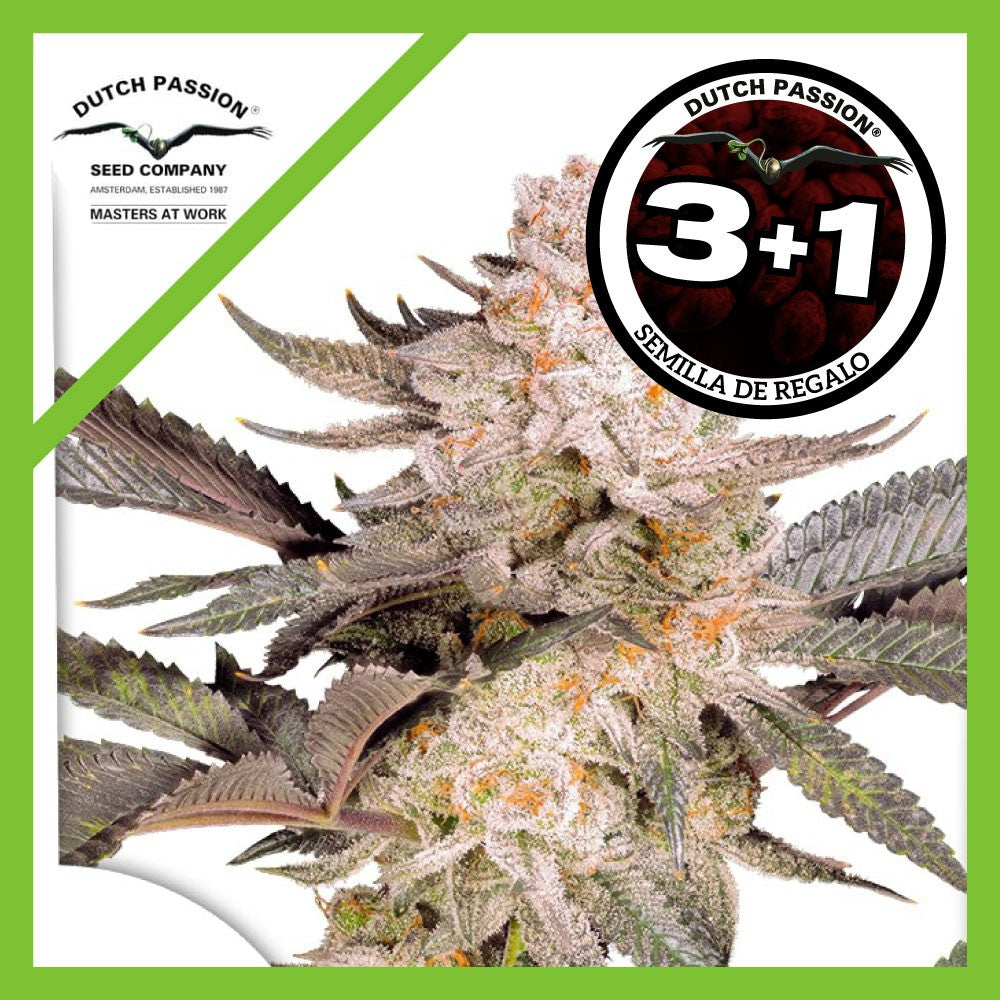Orange Bud Fem 2.0 X3+1 - Dutch Passion
