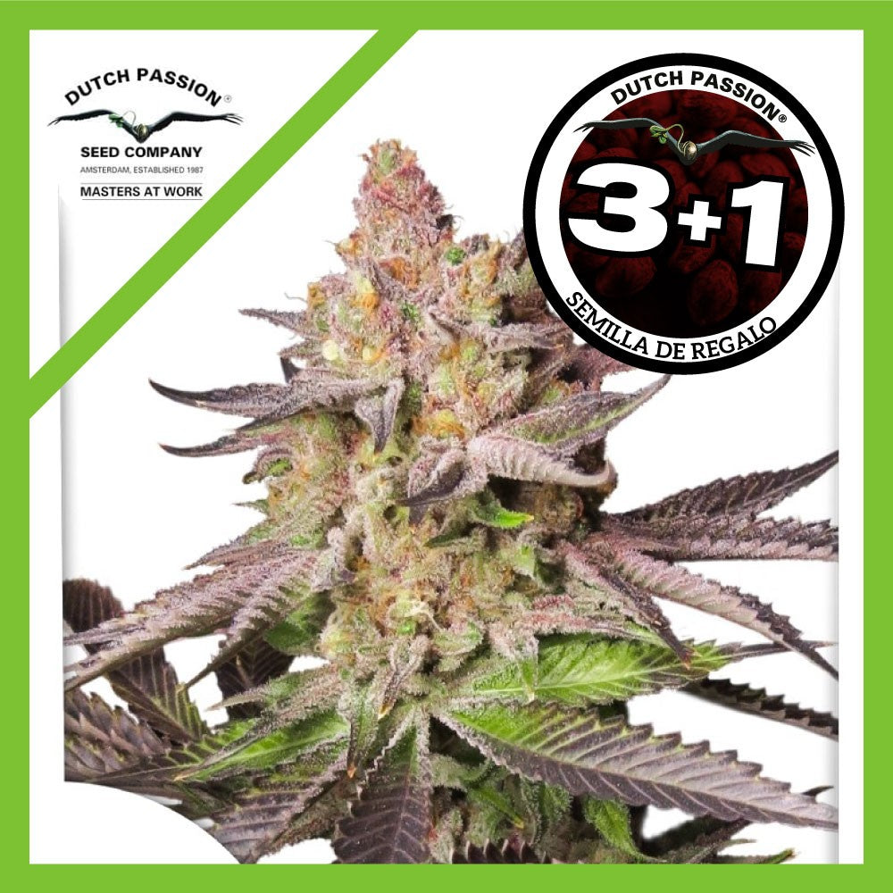 Melonade Runtz Fem X3+1 - Dutch Passion