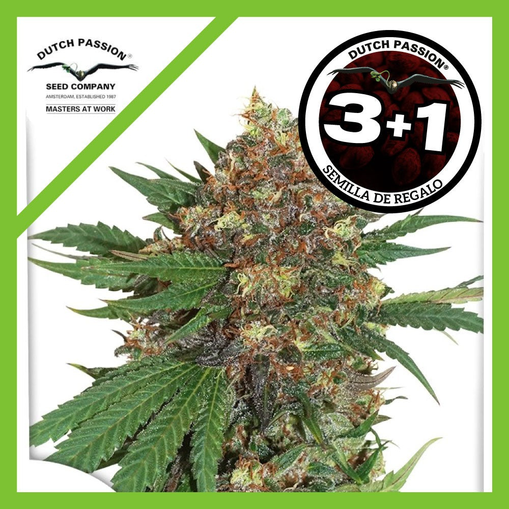 Master Kush Fem X3+1 - Dutch Passion
