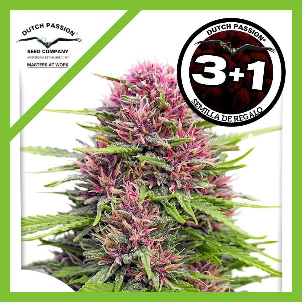 Frisian Dew Fem X3+1 - Dutch Passion