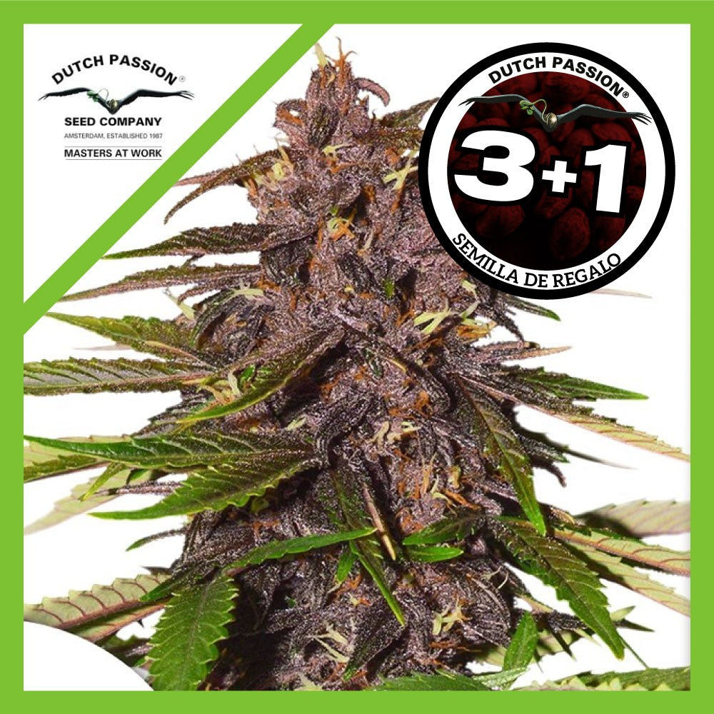 Forbidden Cherry Auto X3+1 - Dutch Passion
