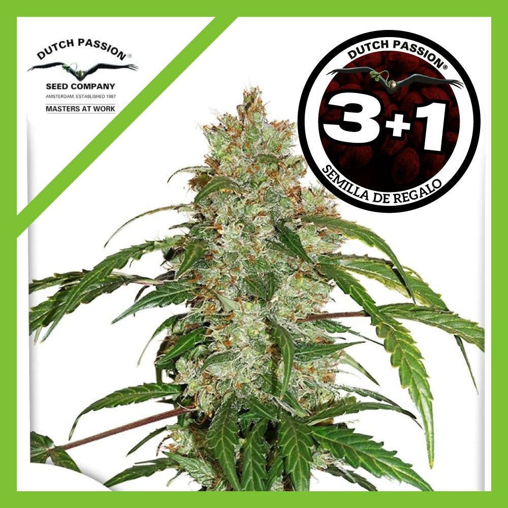 CBD White Widow Auto X3+1 - Dutch Passion
