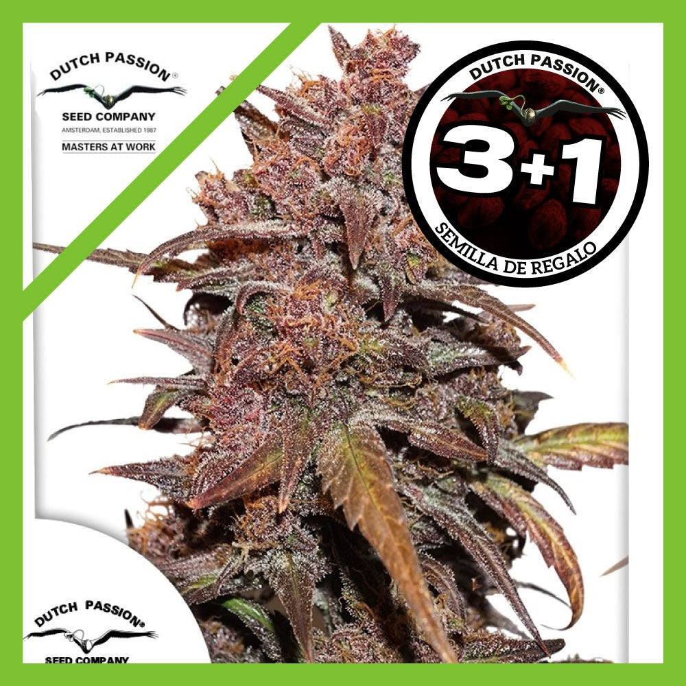 Blackberry Kush CBD Auto X3+1 - Dutch Passion