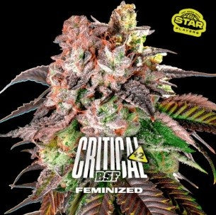 Critical +2 Fem X7 - Bsf