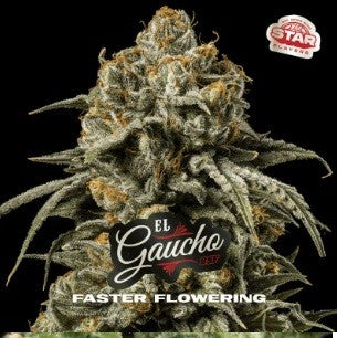 El Gaucho Faster Sp Fem X7 - Bsf
