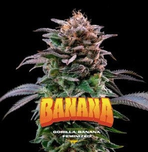 Gorilla Banana Fem X12 - Bsf