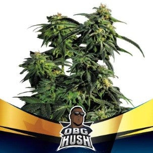 Obg Kush Fast Fem X7 - Bsf