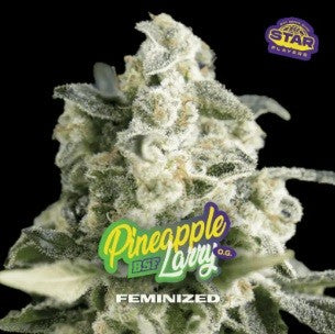 Pineapple Larry Sp OG Fem X4 - Bsf
