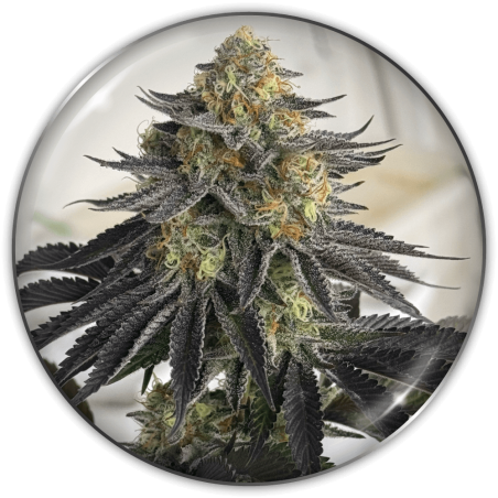 Sanativa CBD Auto X3 - Medical Seeds
