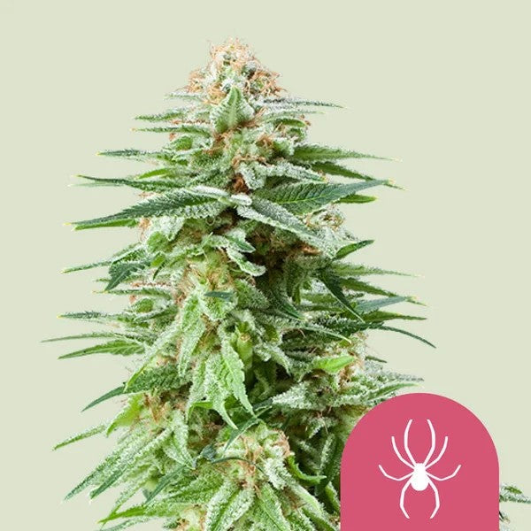 White Widow Fem X100 - Royal Queen Seeds