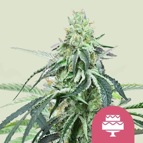 Wedding Gelato Fem X100 - Royal Queen Seeds
