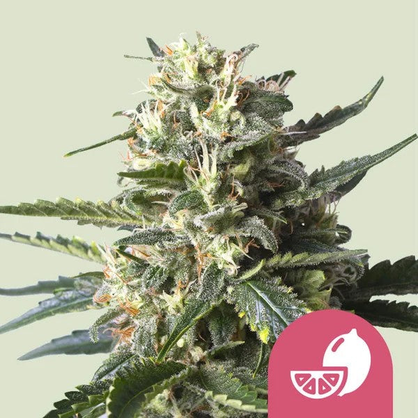 Lemon Shining Silver Haze Fem X100 - Royal Queen Seeds