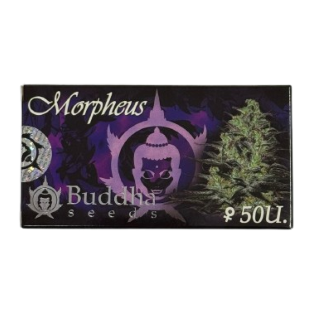 Buddha Seeds - Buddha Morpheus Fem X50