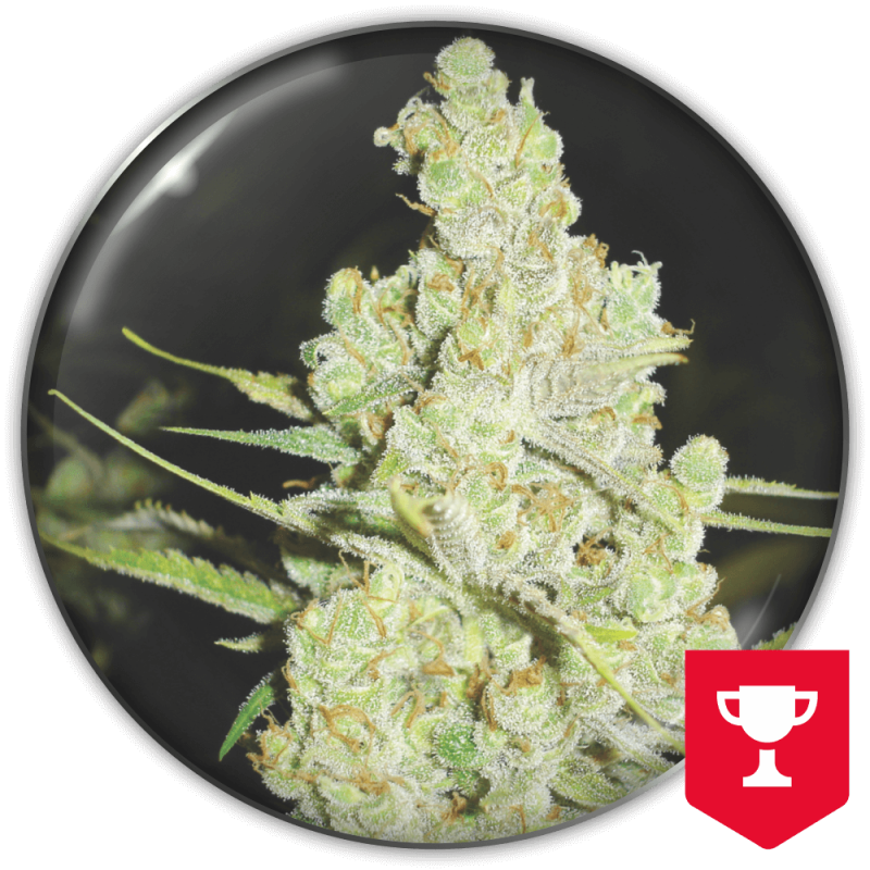 Medical Seeds - 1024 Fem X3 (+ 2 Promo)