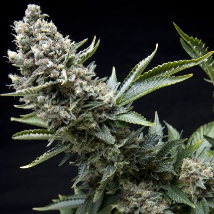 Pyramid Seeds - New York City Fem X3+1