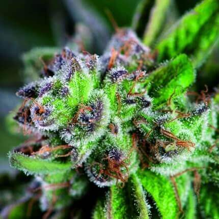 Pyramid Seeds - Watermelon Zkittlez Fem X3+1