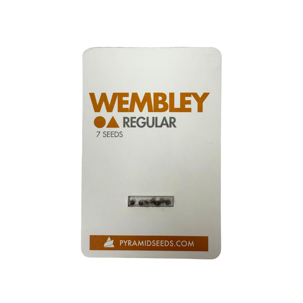 Pyramid Seeds - Wembley Regular X7 Unidades