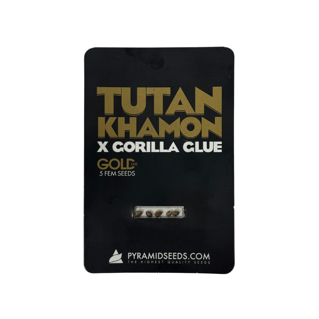 Pyramid Seeds -Tutankhamon x Gorilla Glue Gold Line X5 Unidades