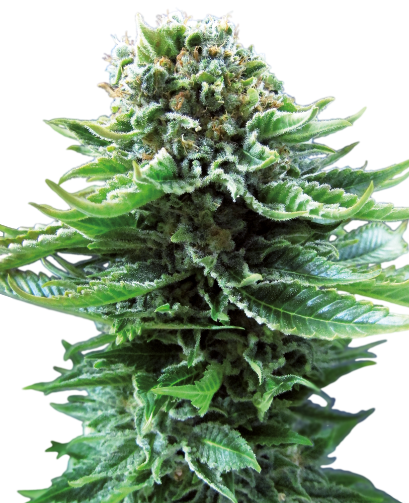Sensi Seeds - Northern Light Auto X10