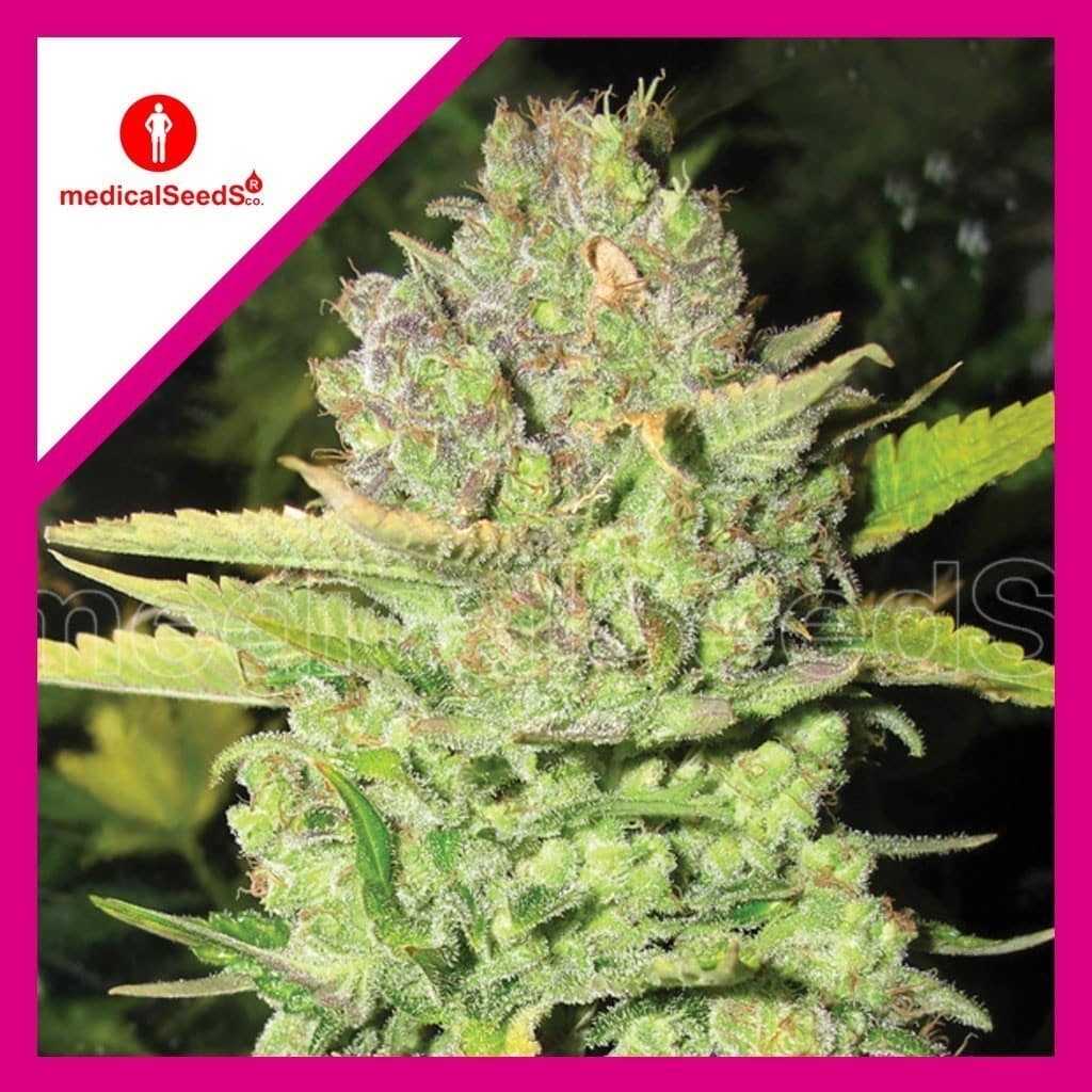 Devil Fruit Fem X3+2 - Medical Seeds