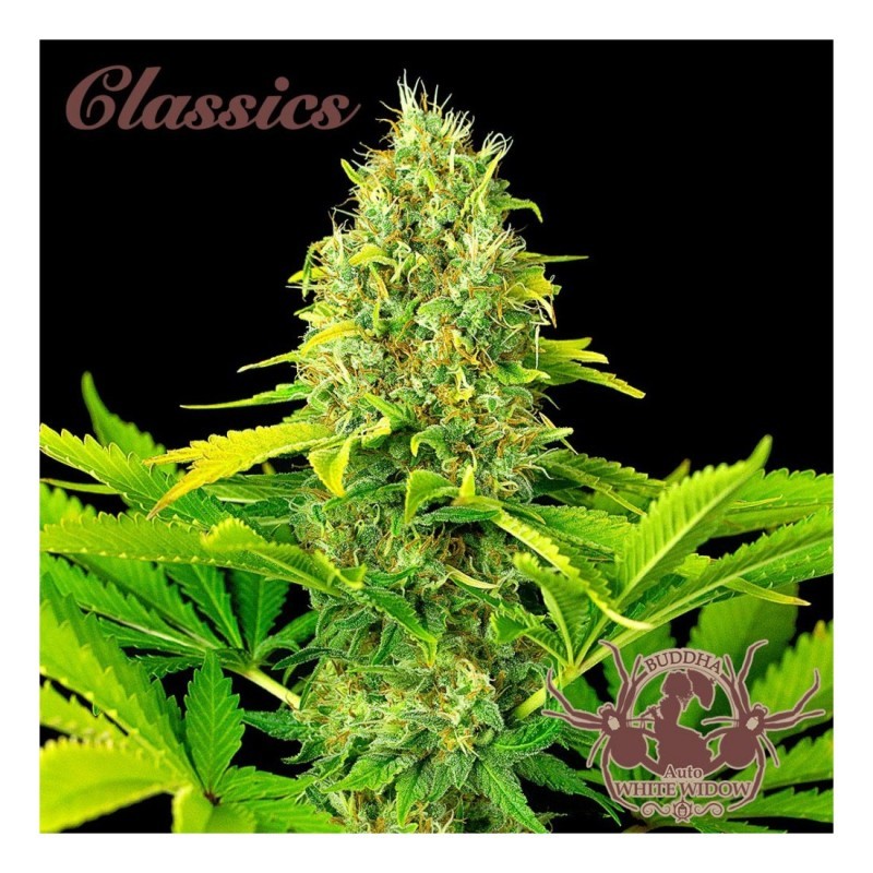 White Widow Classics Auto X3+1 - Buddha Seeds