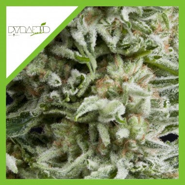 AMNESIA GOLD AUTO X3+1 - PYRAMID SEEDS