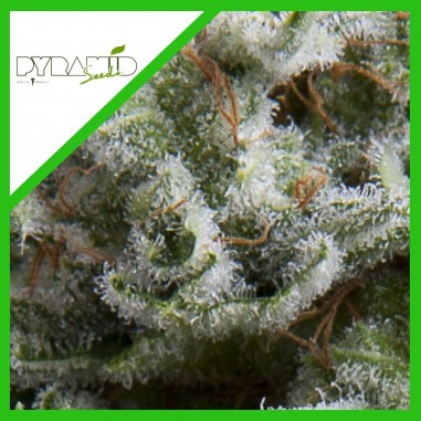 ANESTHESIA AUTO X3+1 - PYRAMID SEEDS