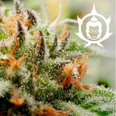 ASSORTED CLASSICS AUTO X10 - BUDDHA SEEDS