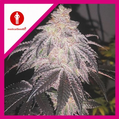 COOKIES SHERBET AUTO X3+2 - MEDICAL SEEDS