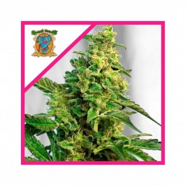 GREEN POISON XL AUTO X25 - SWEET SEEDS