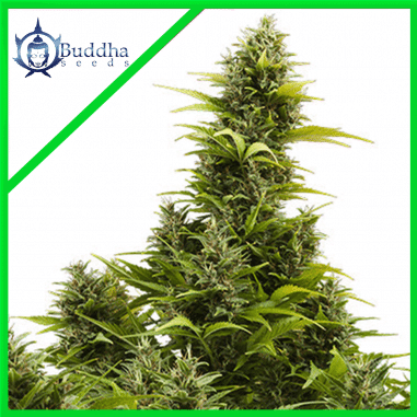 MEDIKIT AUTO X3+1 - BUDDHA SEEDS