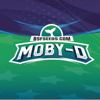 MOBY-D XXL AUTO X4- BSF