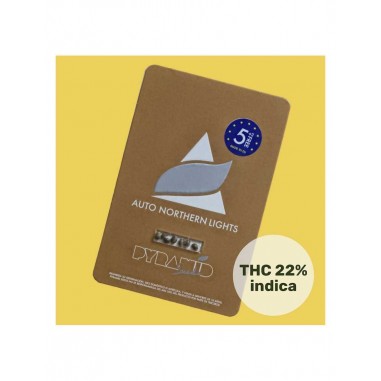 NORTHERN LIGHTS AUTO X50 - PYRAMID SEEDS