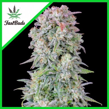 ORIGINAL AFGHAN KUSH AUTO X1 - FAST BUDS