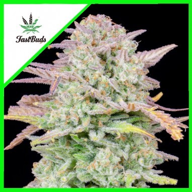 ORIGINAL TRAINWRECK AUTO X1 - FAST BUDS