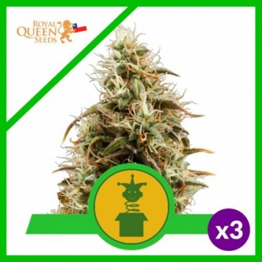 ROYAL JACK AUTO X3 - ROYAL QUEEN SEEDS