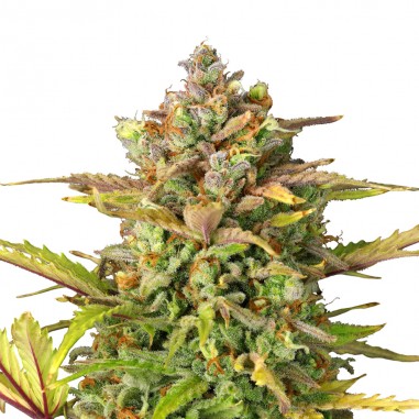 SWEET ZZ USA PREMIUM AUTO X3 - ROYAL QUEEN