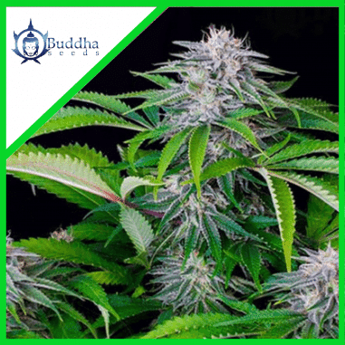 TANGIE AUTO X3+1 - BUDDHA SEEDS