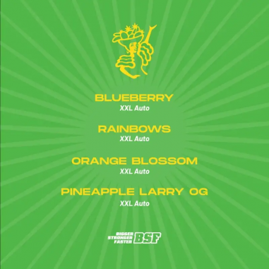 TUTTI FRUTTI XXL MIX AUTO X12 - BSF