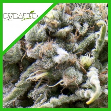 WHITE WIDOW AUTO X3+1 - PYRAMID SEEDS