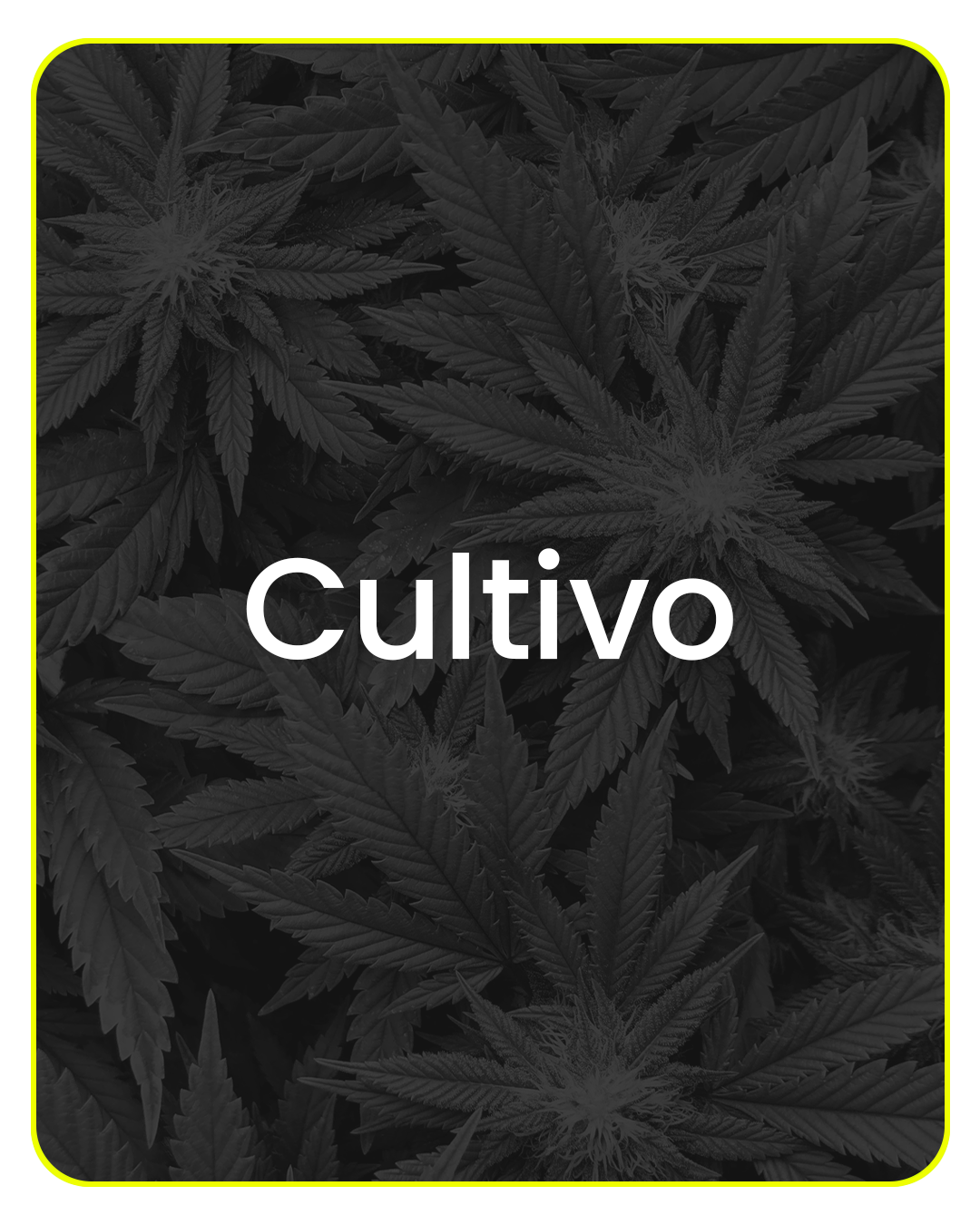 Cultivo